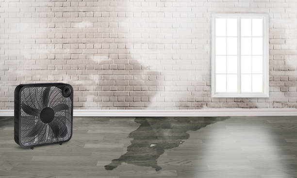 Best Local water damage restoration  in North Fair Oaks, CA